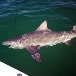 bull shark