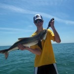 cobia 1