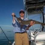 cobia 2