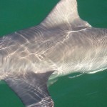 shark fishing anna maria island