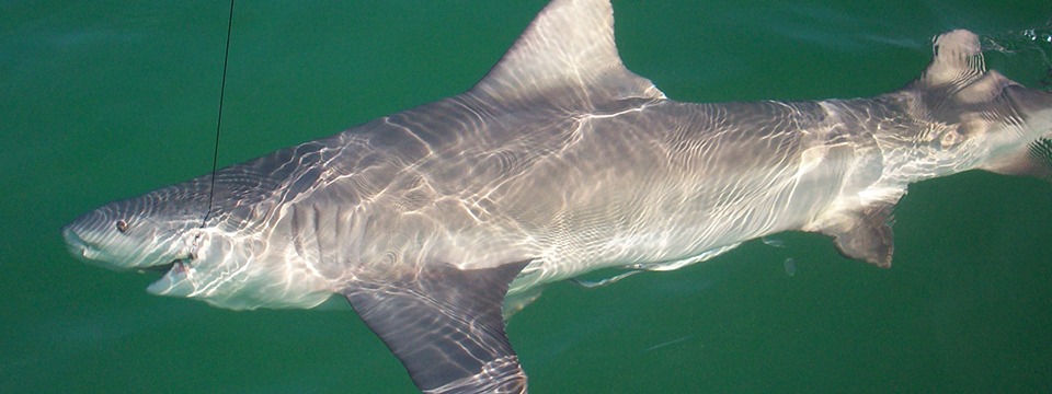 shark fishing anna maria island