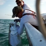 tarpon