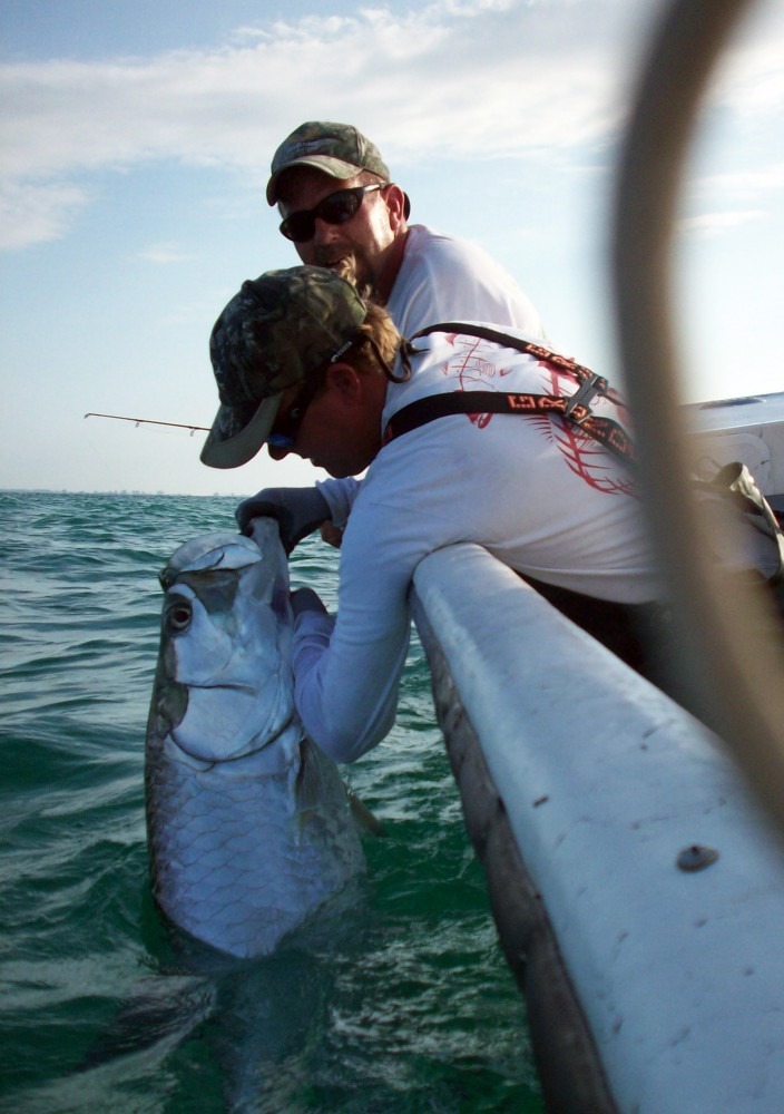 tarpon