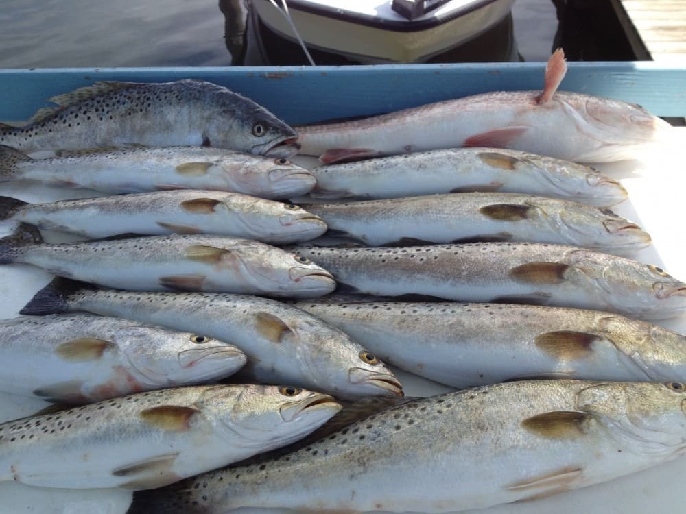 Anna Maria Island Fishing Charters | Just Reel Fishing Charters