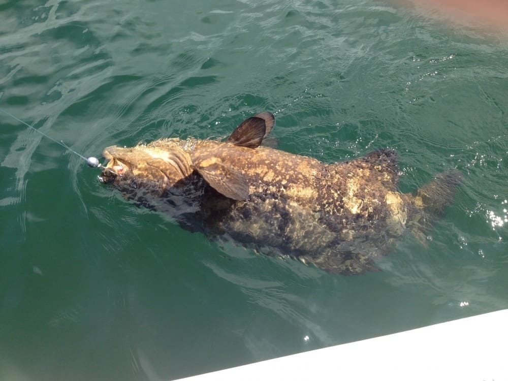 Anna Maria Island Fishing Charters | Just Reel Fishing Charters