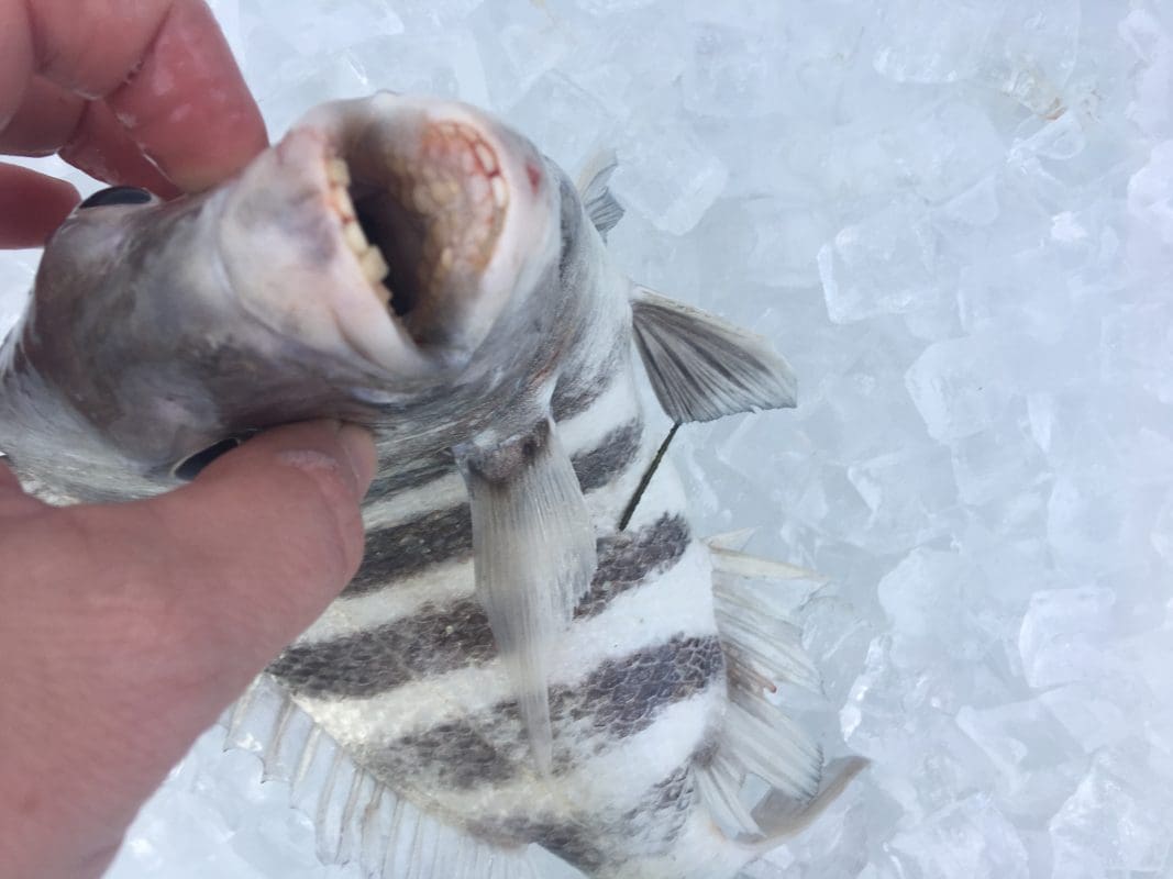 Anna Maria Island Fishing Charters | Just Reel Fishing Charters