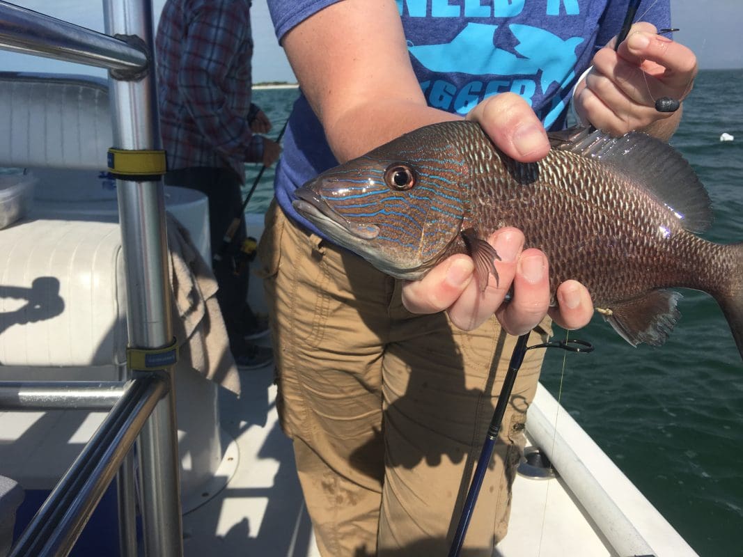 Anna Maria Island Fishing Charters | Just Reel Fishing Charters