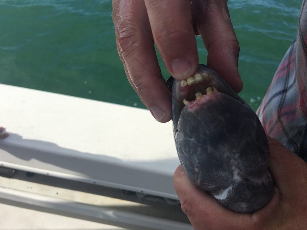 Anna Maria Island Fishing Charters | Just Reel Fishing Charters