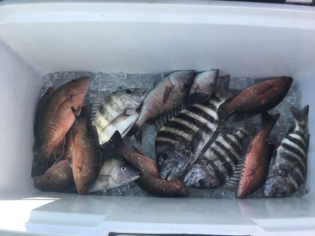 Anna Maria Island Fishing Charters | Just Reel Fishing Charters