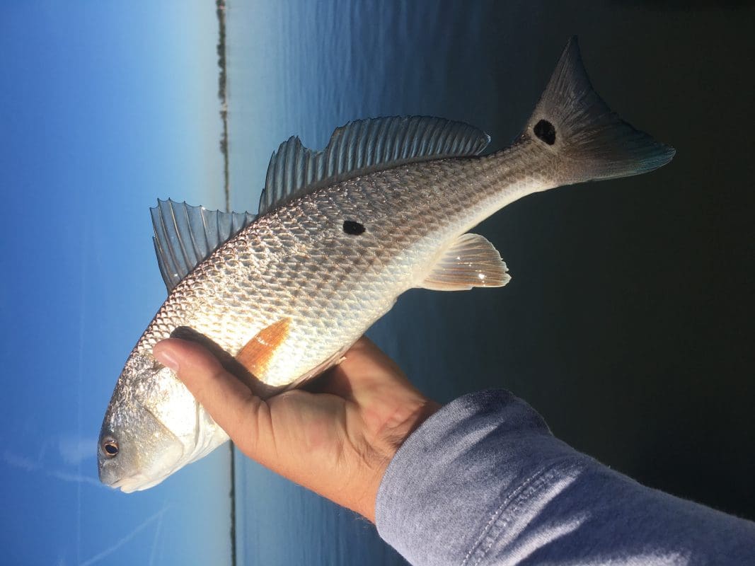 Anna Maria Island Fishing Charters | Just Reel Fishing Charters