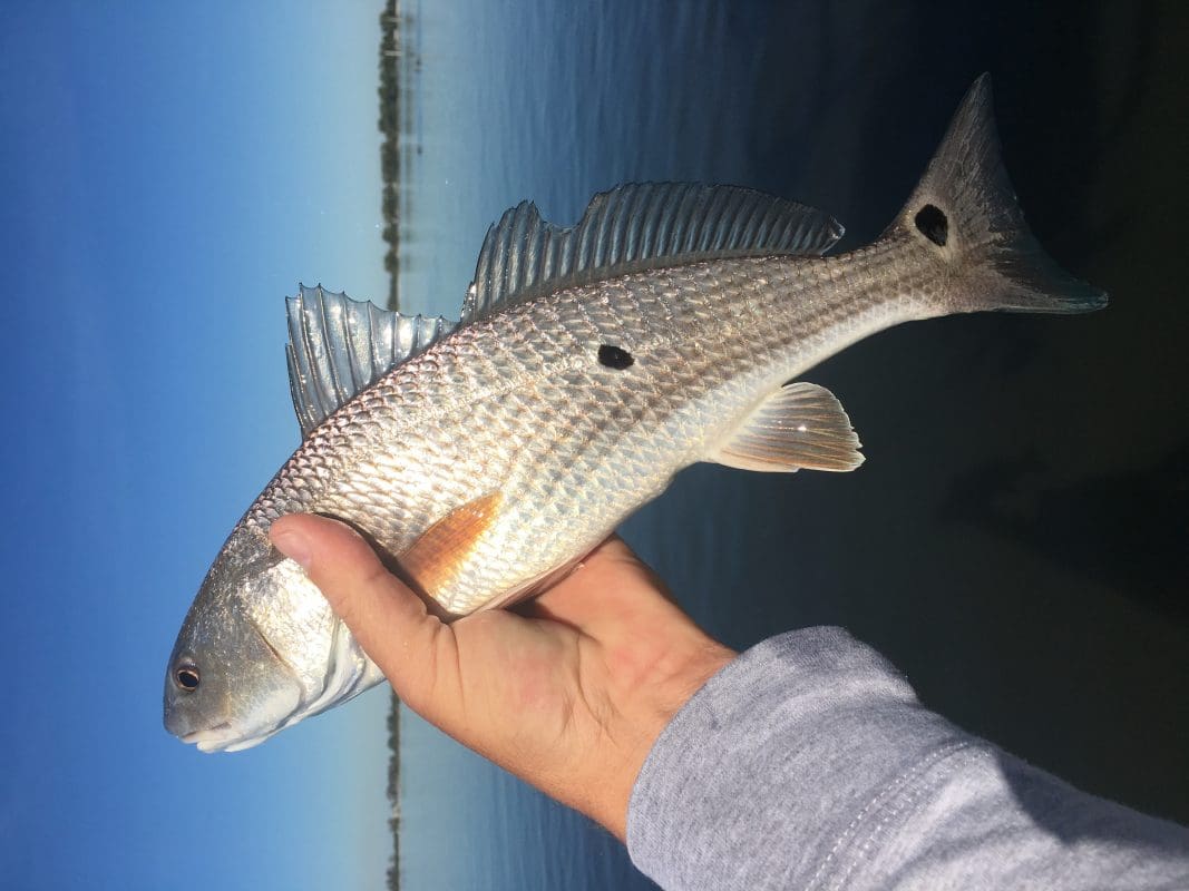 Anna Maria Island Fishing Charters | Just Reel Fishing Charters