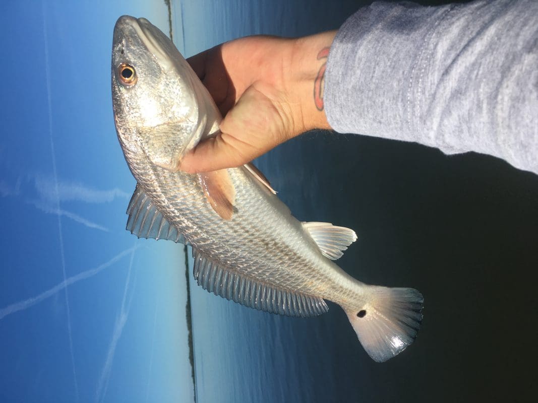 Anna Maria Island Fishing Charters | Just Reel Fishing Charters