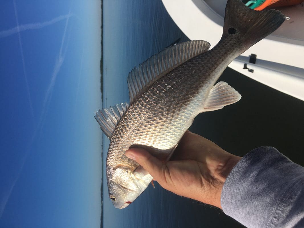 Anna Maria Island Fishing Charters | Just Reel Fishing Charters
