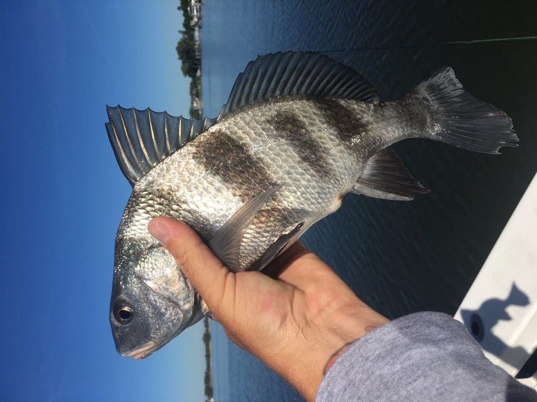 Anna Maria Island Fishing Charters | Just Reel Fishing Charters