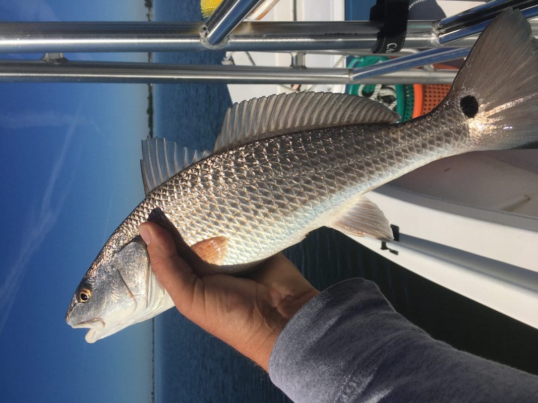 Anna Maria Island Fishing Charters | Just Reel Fishing Charters