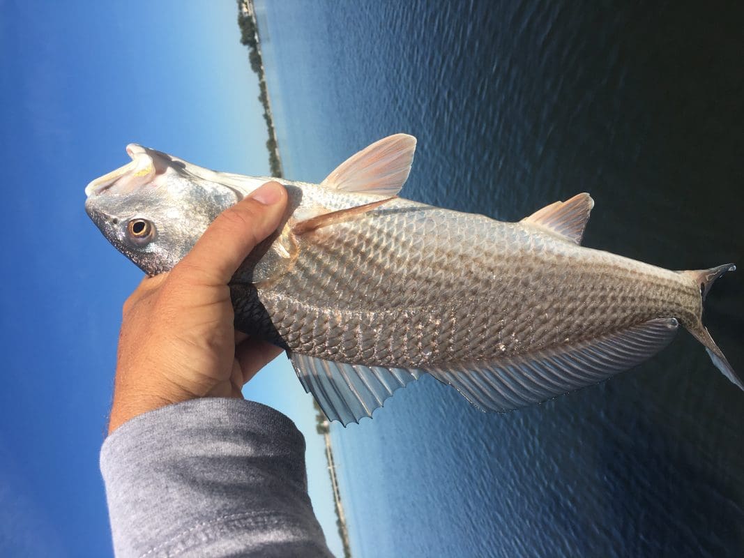 Anna Maria Island Fishing Charters | Just Reel Fishing Charters