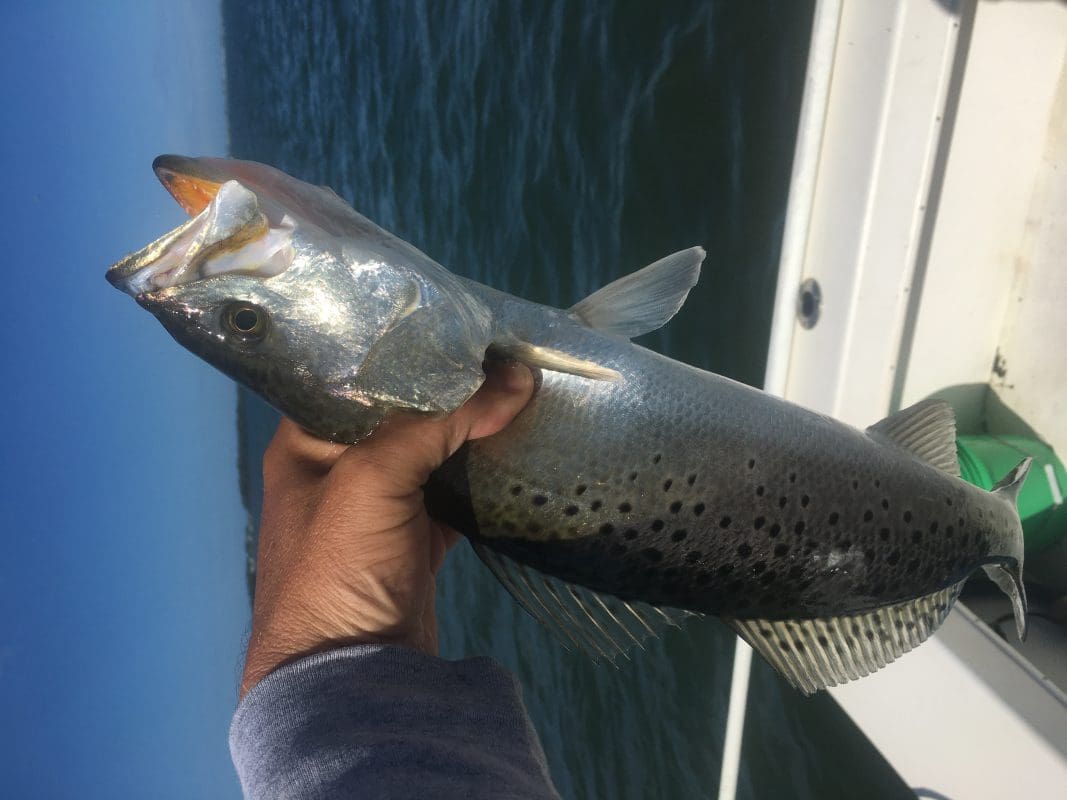 Anna Maria Island Fishing Charters | Just Reel Fishing Charters