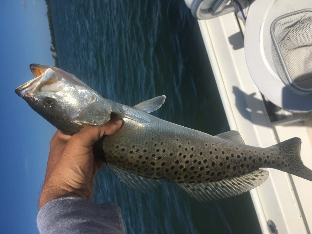 Anna Maria Island Fishing Charters | Just Reel Fishing Charters