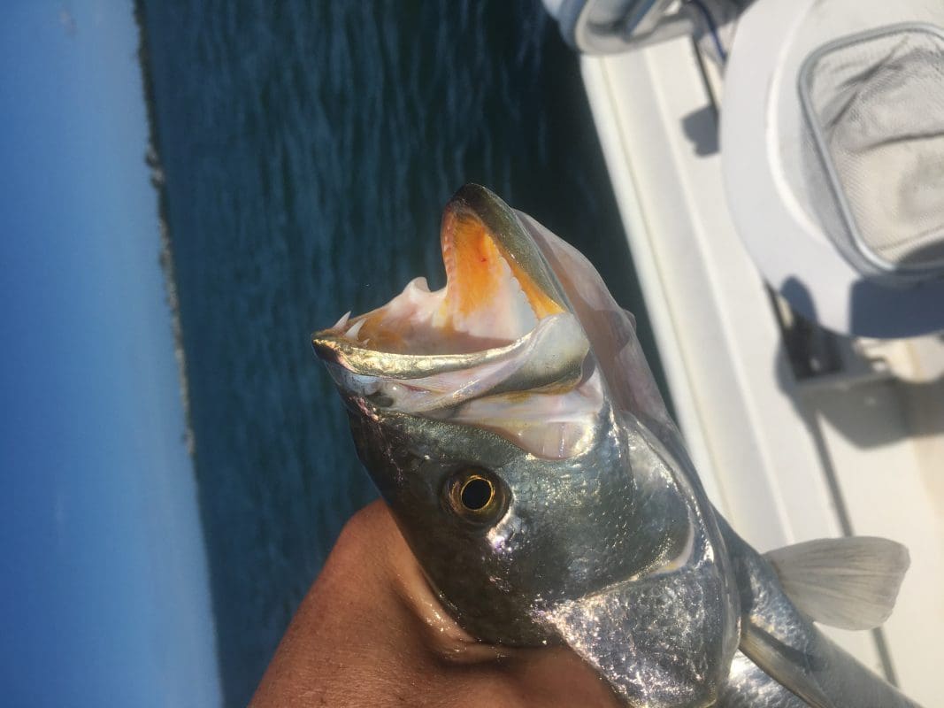 Anna Maria Island Fishing Charters | Just Reel Fishing Charters