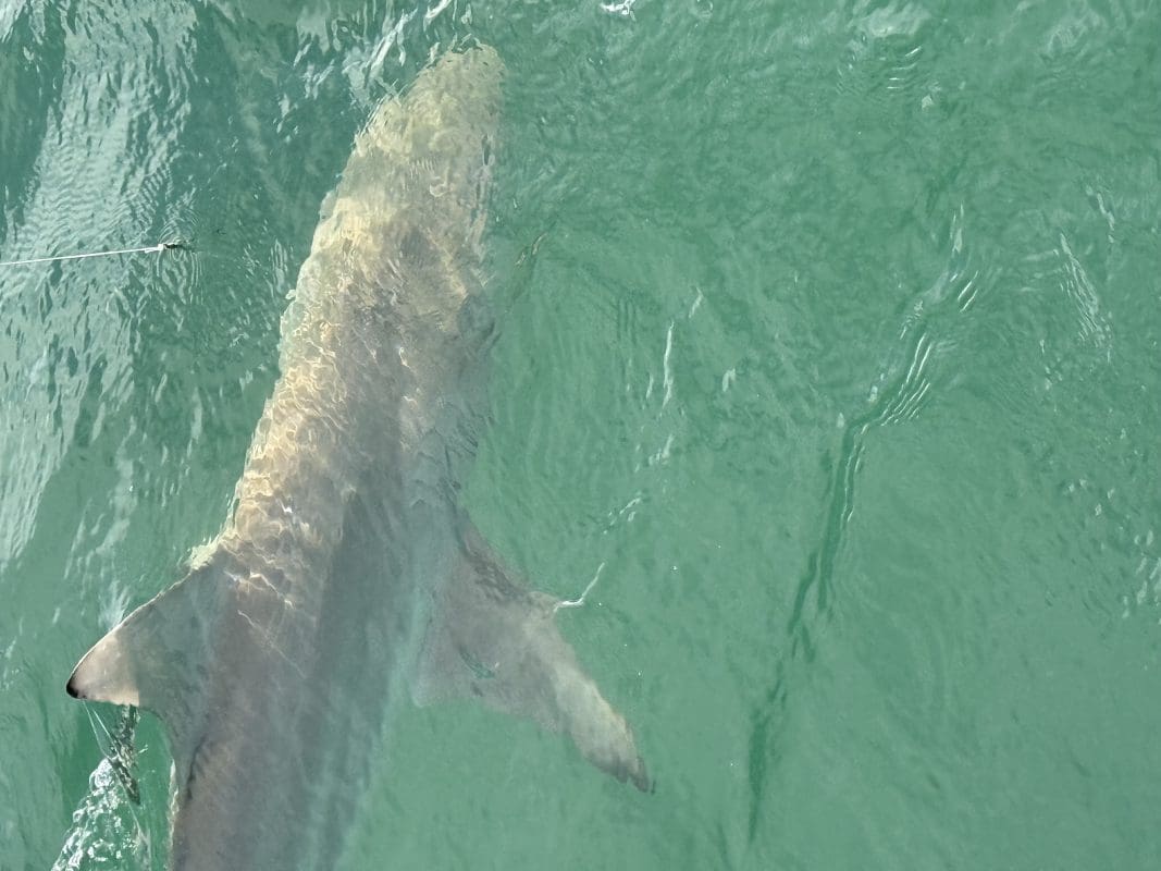 Anna Maria Island Fishing Charters | Just Reel Fishing Charters