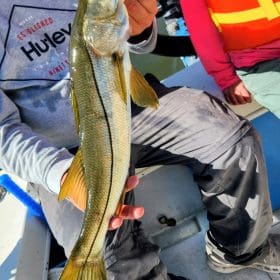 november snook