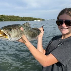 Anna Maria Island gator trout